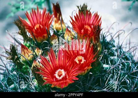 Stati Uniti. Arizona-sonora Desert. Primo piano dei fiori rossi di cactus. Foto Stock