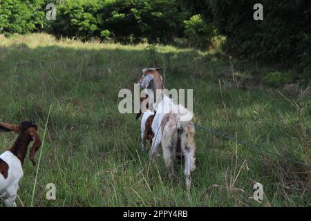 Una mamma di capra con i suoi figli Foto Stock
