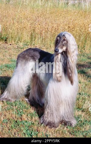 Afghano in piedi in alto campo di erba Foto Stock