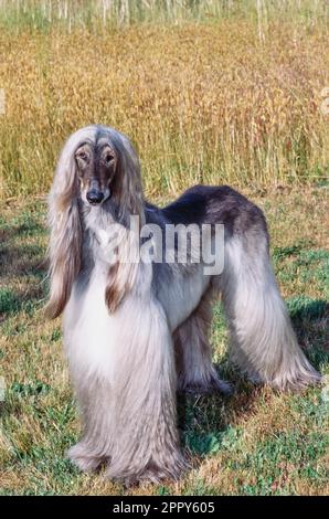 Afghano in piedi in qualche erba alta Foto Stock