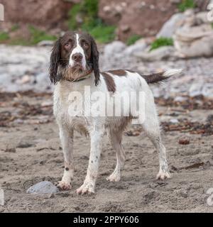 English Springer Spaniel Foto Stock