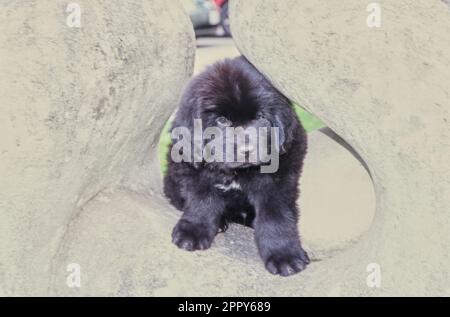 Cucciolo di Terranova in pietra di cemento Foto Stock