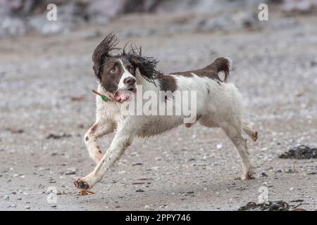 English Springer Spaniel in esecuzione sulla spiaggia Foto Stock