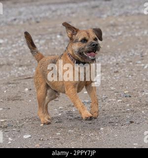 Border Terrier correndo e giocando sulla spiaggia Foto Stock
