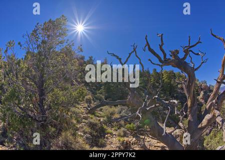 Vista da sotto le scogliere a ovest di Navajo Point al Grand Canyon Arizona. Foto Stock