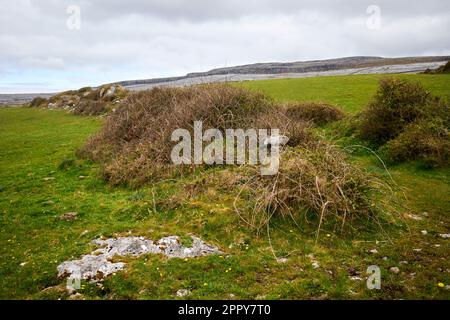 Carestia strada di sollievo o carestia strada vicino Fanore nella contea di burren clare repubblica d'irlanda le strade carestia sono stati un risultato di un progetto di lavori pubblici sono stati Foto Stock