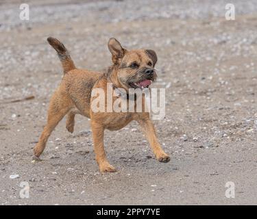 Border Terrier correndo e giocando sulla spiaggia Foto Stock