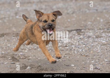 Border Terrier correndo e giocando sulla spiaggia Foto Stock