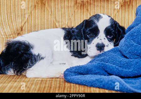 American Cocker Spaniel posa su divano marrone con asciugamano blu Foto Stock