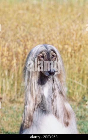 Afghano in piedi in erba alta Foto Stock