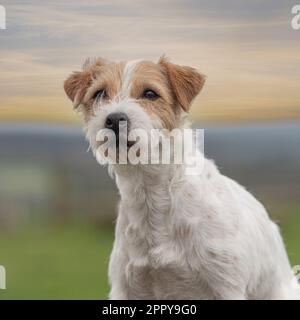 Parson jack russell terrier Foto Stock