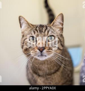 gatto di tabby Foto Stock