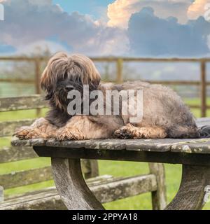 Terrier tibetano Foto Stock