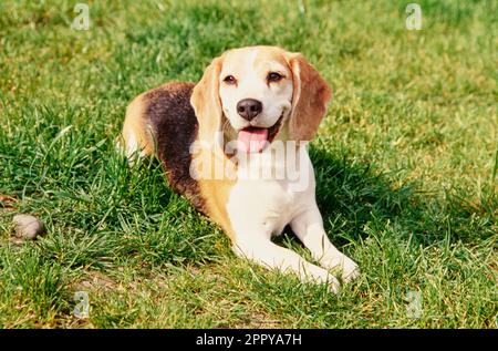 Beagle sdraiato in erba fuori sorridendo Foto Stock