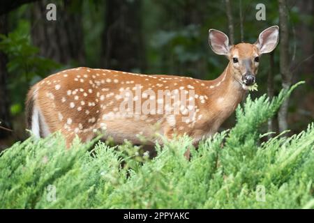 Un giovane cervo dalla coda bianca che sorge in una lussureggiante foresta verde Foto Stock