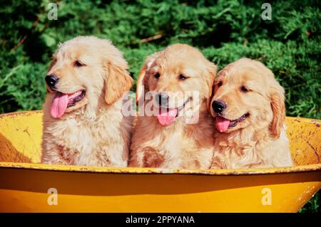 Tre cuccioli Golden Retriever seduti nel secchio giallo della carriola Foto Stock