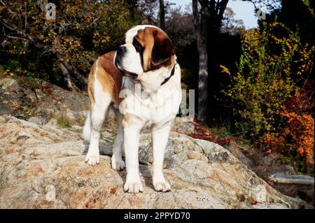 St Bernard in piedi sulla roccia Foto Stock