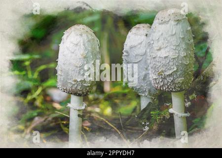 Una pittura digitale di acquerello di Shaggy Inkcap, o Shaggy Mane, fungo di Coprinus comatus in una cornice di bosco autunnale. Foto Stock