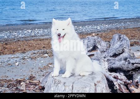 Samoyed seduto sul moncone Foto Stock