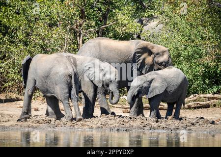 4 elefanti godono il fango accanto a una buca d'acqua nel Parco Nazionale di Hwange, Zimbabwe, Africa Foto Stock