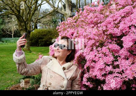 Femmina matura che prende un selfie di fronte a un rododendro fiorito Hinomayo - John Gollop Foto Stock