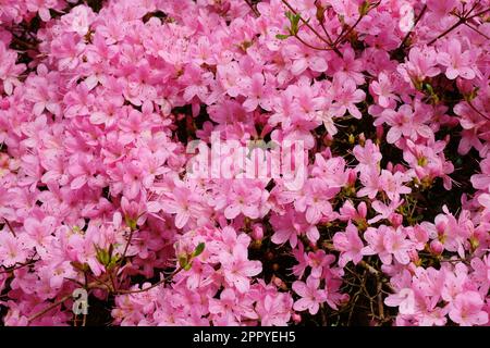 Immagine completa di Rhododendron Hinomayo - John Gollop Foto Stock