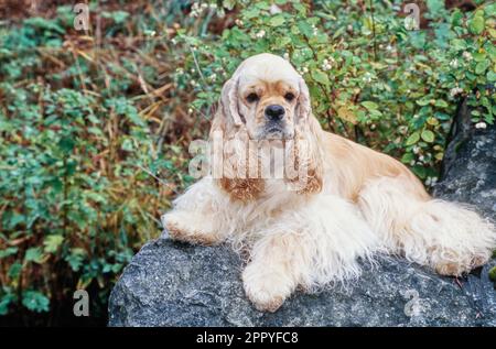 American Cocker Spaniel che riposa sulla roccia all'esterno Foto Stock