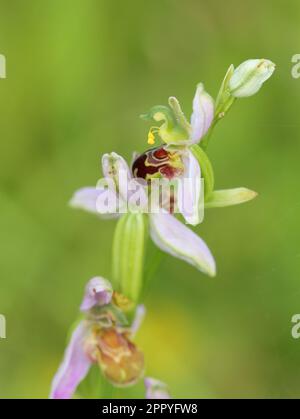 Il Bee Orchid, Ophrys Apifera, che cresce selvaggio in Norfolk Foto Stock