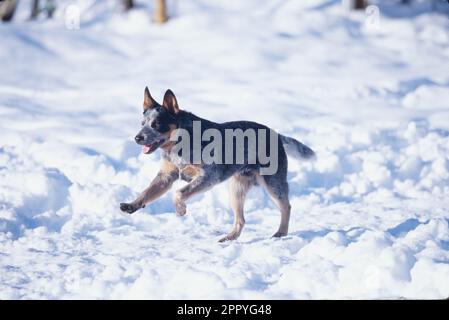 Australian Cattle Dog giocare in un campo nevoso nella fredda giornata invernale Foto Stock