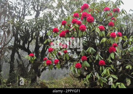 Vista del rododendro niveum in Sikkim, un arbusto sempreverde o un piccolo albero, i fiori sono tenuti in una palla compatta sopra le foglie. Albero di Stato di Sikkim. Foto Stock