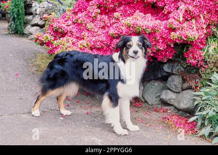 Pastore Australiano di fronte allo splendido cespuglio di fiori rosa all'esterno Foto Stock