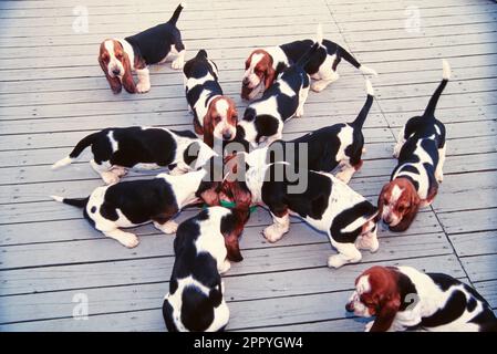 Cucciolata di cuccioli di Basset Hound raccolti intorno a ciotole di cibo Foto Stock