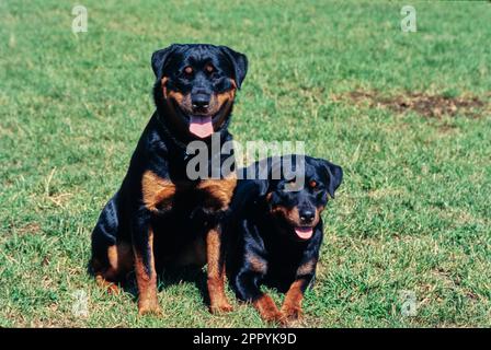 Rottweilers insieme in erba campo Foto Stock