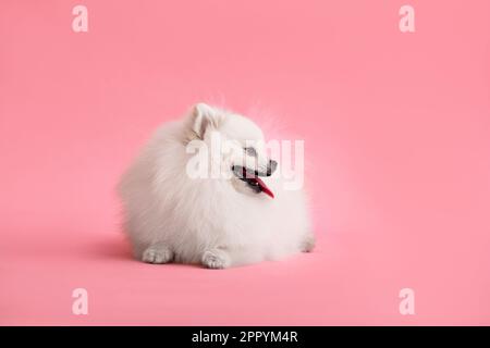 Portraite di carino puppy lanuginoso di spitz pomeranian. Piccolo cane sorridente sdraiato su sfondo rosa alla moda e luminoso. Foto Stock