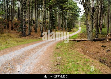 Una strada sterrata nella riserva naturale della foresta di Llanddwyn conduce attraverso un tranquillo paesaggio boschivo di pini e una lussureggiante crescita di Newborough Anglesey North Wa Foto Stock