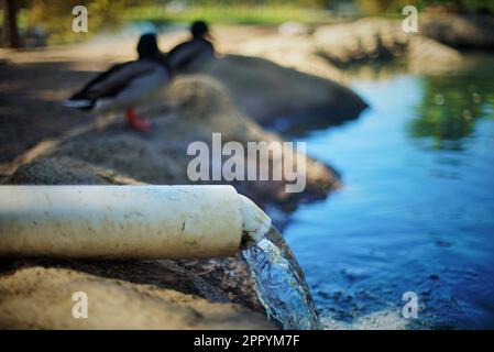 Due anatre in uno stagno con acqua che scorre da un tubo in un parco a Costa Mesa, California Foto Stock