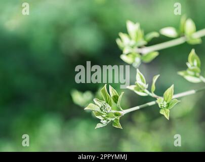Germogli e foglie giovani di dogwood su sfondo verde astratto. Nome botanico - Cornus sanguinea. Tipicamente piantato come pianta estetica ed è uti Foto Stock