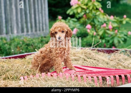 Mini cucciolo di Poodle seduto in fieno Foto Stock