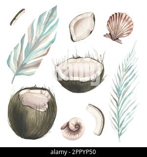 Noci di cocco intere e fette con foglie di palma tropicale e conchiglie. Illustrazione acquerello. Impostare gli elementi isolati su uno sfondo bianco. Per Foto Stock