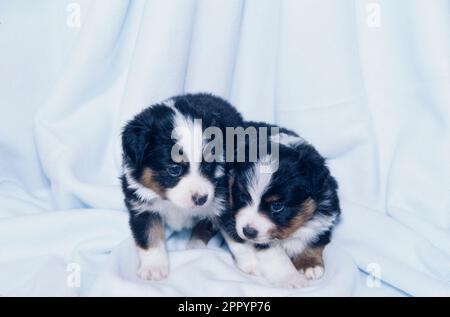 Giovani cuccioli pastorelli australiani seduti su coperta bianca Foto Stock