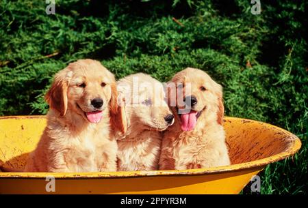 Tre graziosi cuccioli Golden Retriever seduti nel secchio giallo carriola Foto Stock