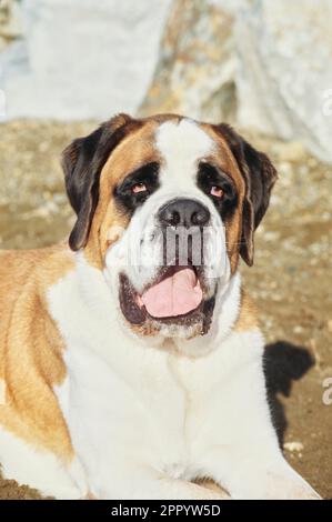 Primo piano di St. Bernard Foto Stock