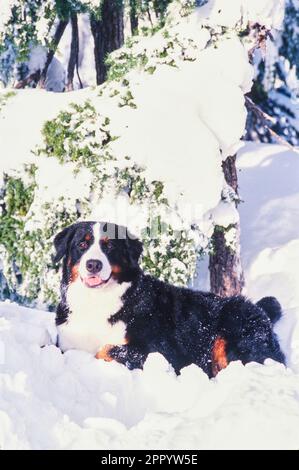 Bernese Mountain Dog steso nella neve guardando avanti Foto Stock