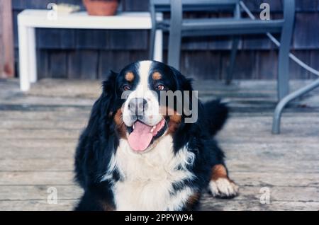 Bernese Mountain Dog sul ponte Foto Stock