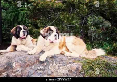 St Bernards che si adagiano sulle rocce di fronte agli alberi Foto Stock