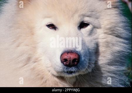 Primo piano di Samoyed Foto Stock