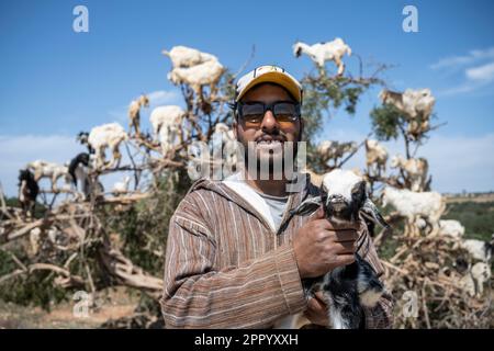 Pastore di capra posato con la sua mandria arroccato su un albero lungo la strada da Marrakech a Essaouira. Lungo questa strada ci sono una serie di alberi disposti in modo tale che le capre si arrampicano su di loro e i loro proprietari guadagnano soldi lasciando i turisti fotografarli. Foto Stock