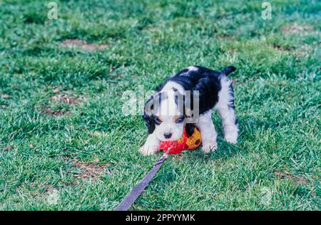 Cucciolo americano Cocker Spaniel in piedi fuori in cortile con palla da calcio giocattolo sul guinzaglio Foto Stock