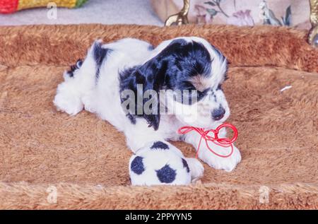 Cucciolo americano Cocker Spaniel seduto in letto marrone del cane che mastica sul giocattolo della sfera di calcio Foto Stock