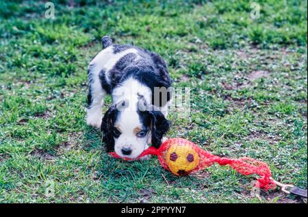 Cucciolo americano Cocker Spaniel seduto all'esterno in erba sniffing palla di calcio giocattolo Foto Stock